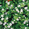 Bacopa Extracts