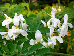 Moringa Oleifera Flower