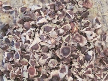 Moringa Oleifera Seed