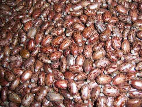 Indian Castor Seed
