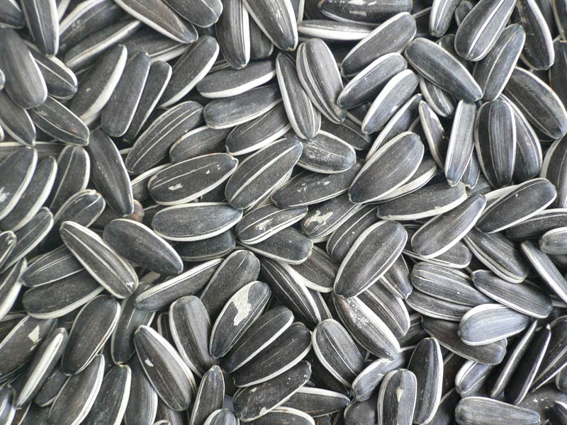 Indian Sunflower Seed