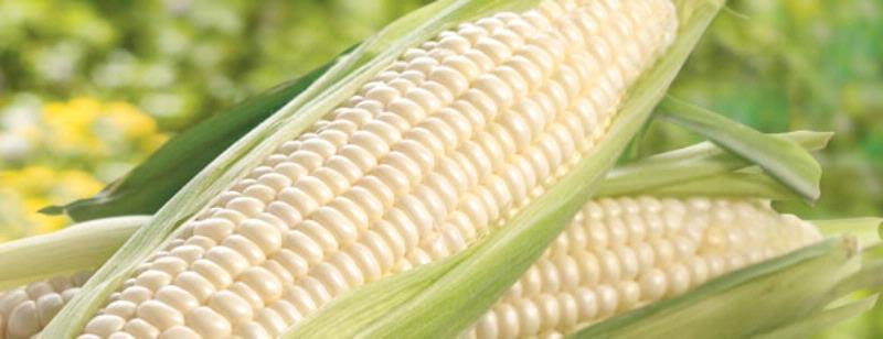 White Corn Grade 2