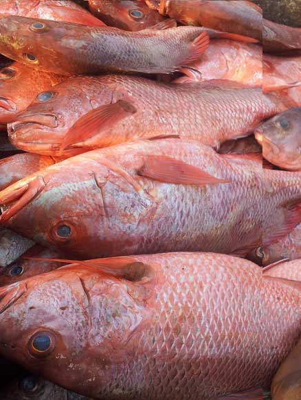 Blood Red Snapper