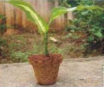 Coir Seed Germination Cup