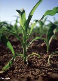 Humabon Granular Fertilizers