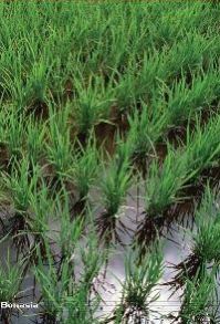 Humabon Potassic Fertilizers