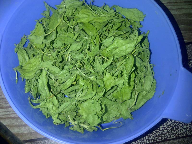Stevia leaves