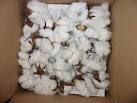 raw cotton
