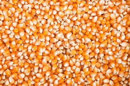 Corn / Maize Seeds