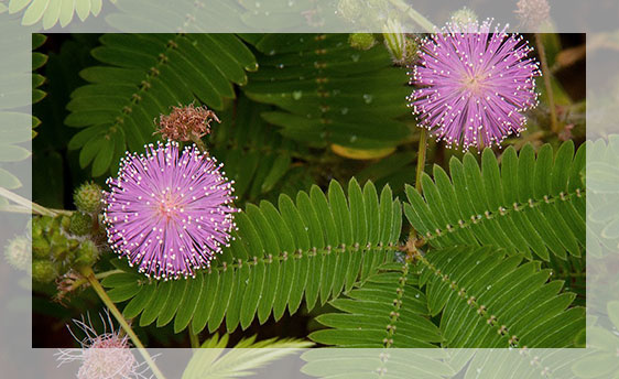 Mimosa Pudica (Thottachurungi-Touch Me Not Plant)
