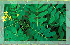 Senna Leaves