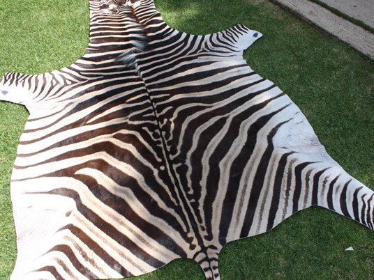 animal Hides Buy animal Hides for best price at USD 25 / 30 Piece ( Approx )