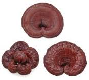 Dry Red Reishi Mushrooms