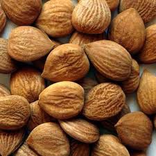 Apricot Kernel