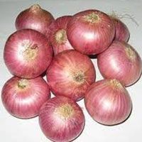 fresh onion