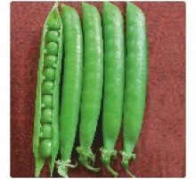 Hybrid Peas Seeds