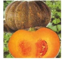 Hybrid Pumpkin Seeds