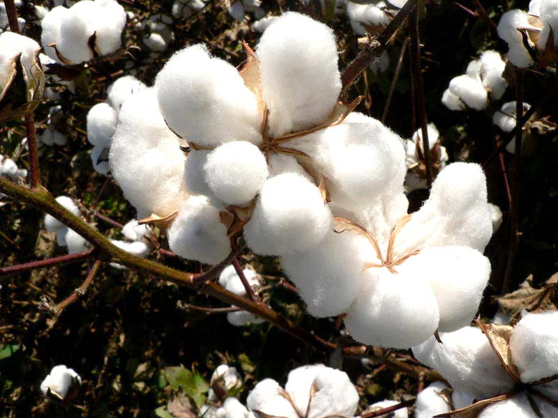 indian raw cotton