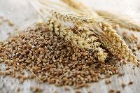 fresh organic wheat