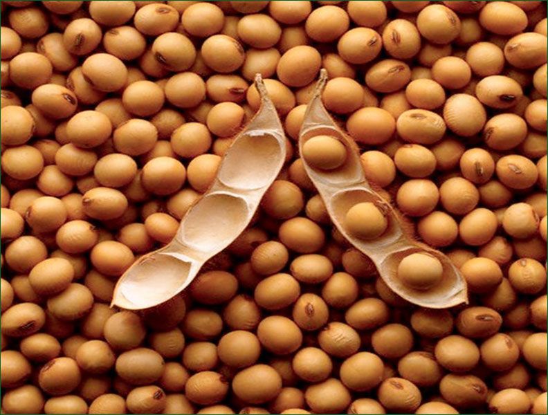 What Do Soybean Seeds Look Like at Chad Cromer blog