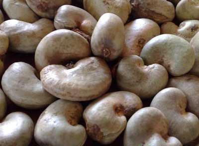 raw cashew nuts