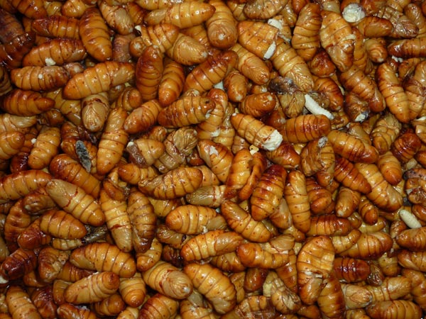 silkworm pupae