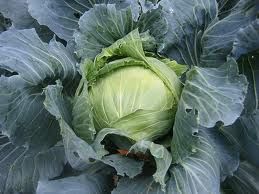 fresh cabbage