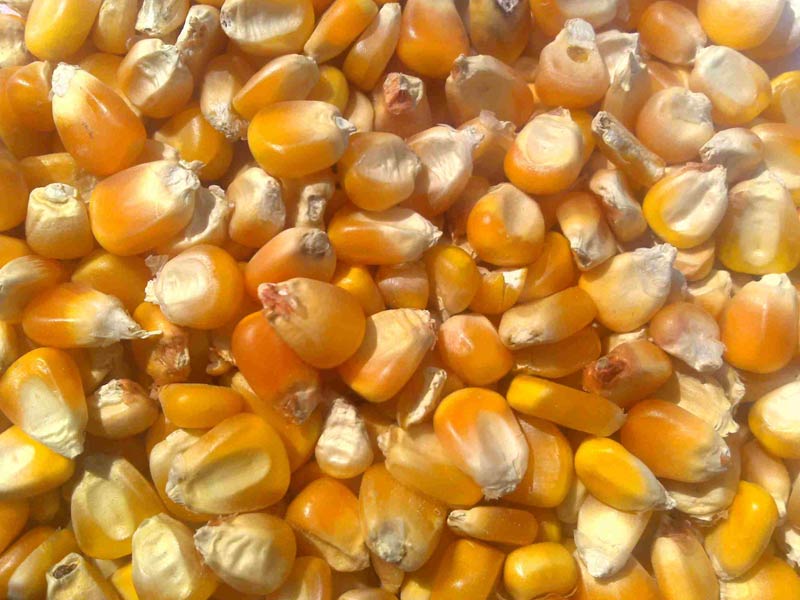 Fresh Yellow Corn