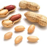 Groundnut