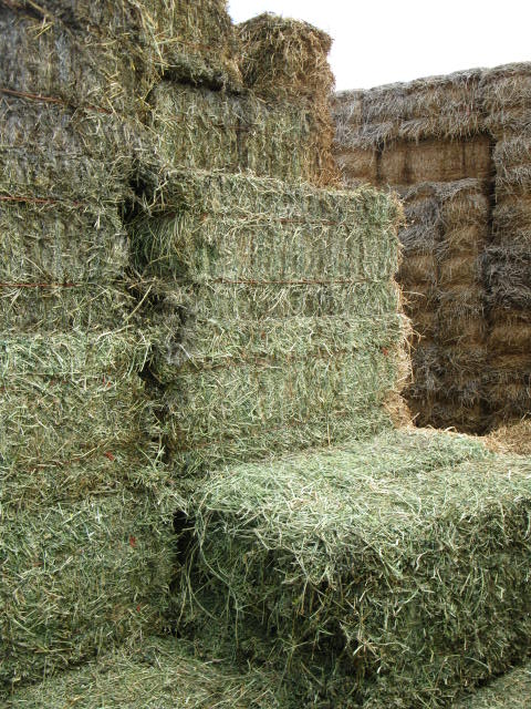 Supplier of Cattle Feed, United Kingdom by United Animal Kingdom Ltd