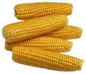 yellow corn