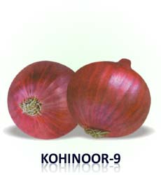 Kohinoor-9 Onion Seed