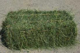 Alfalfa Hay for Animal Feed