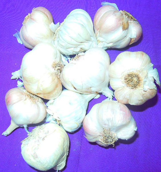 fresh garlic