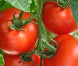 Fresh Red Tomato