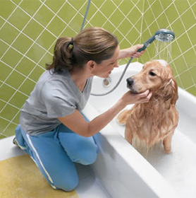 Pet Care Products & Pet Hygiene Products Manufacturer & Exporters from