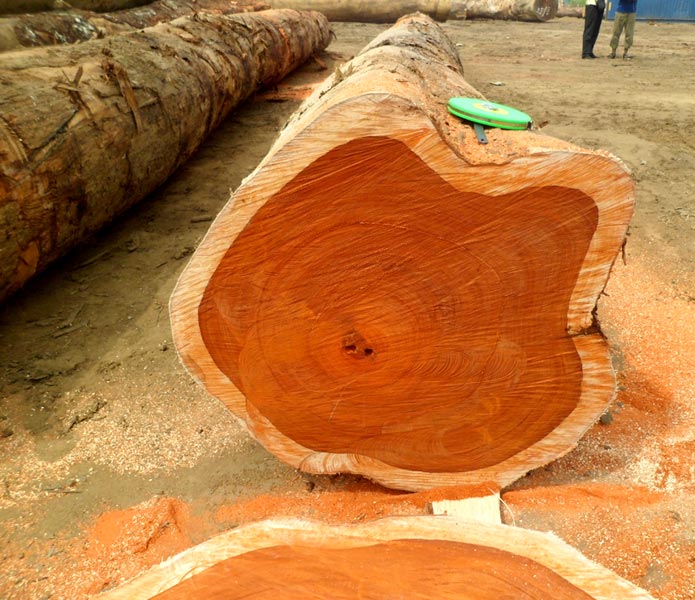 Round Non Polished Padauk Teak Wood Logs, for Making Furniture, Pattern : Plain