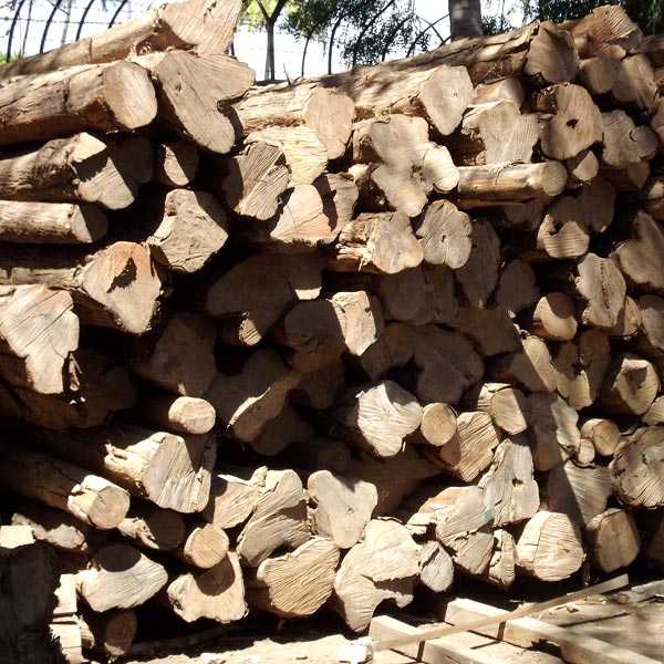 Sudan Teak Logs