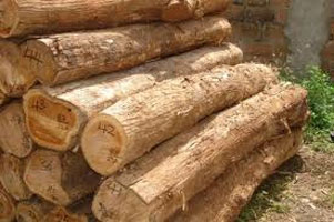 Tanzania Teak Logs
