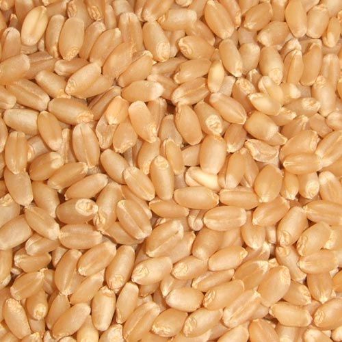 Wheat Seeds