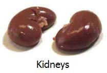 Buffalo Kidneys, Shelf Life : 3-4days