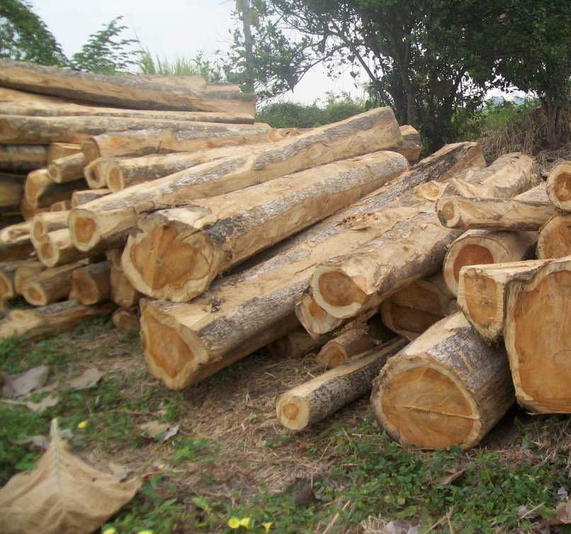 Hardwood Logs,Teak Logs, Tali