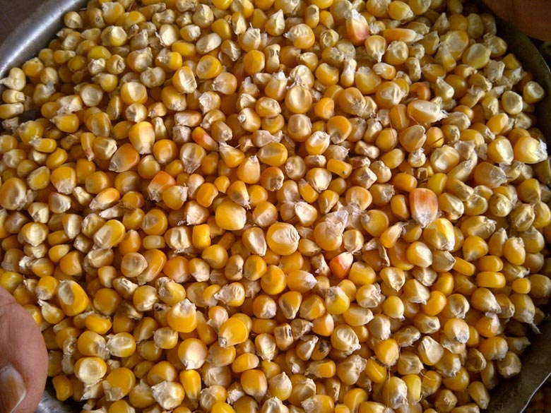 Corn ,Yellow Maize