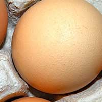 Brown Shell Poultry Eggs