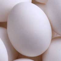 White Shell Poultry Eggs
