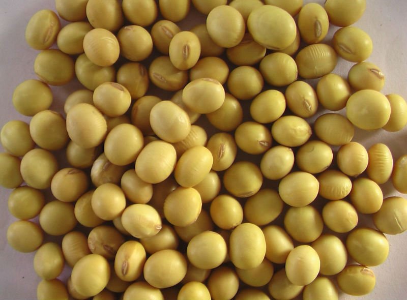 Yellow Soybean