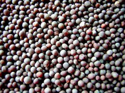 Black mustard seeds