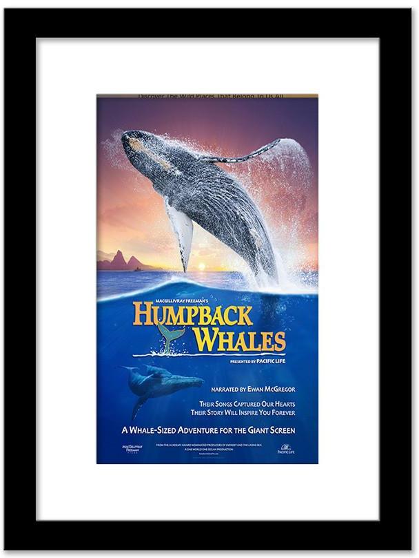 HUMPBACK WHALES POSTER