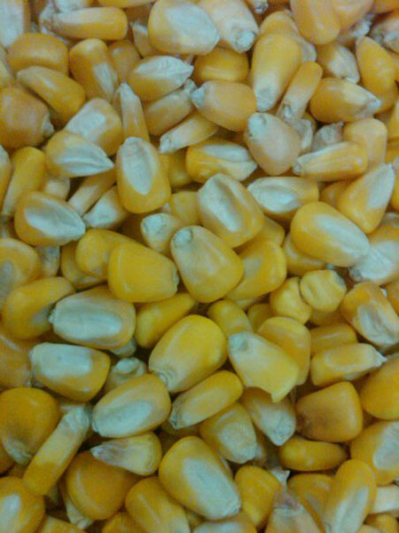 Indian Yellow Maize, Indian Yellow Corn