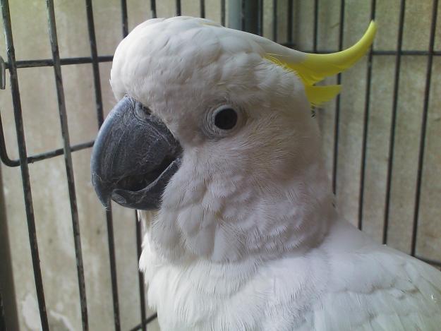 white cockatoo parrot price in india